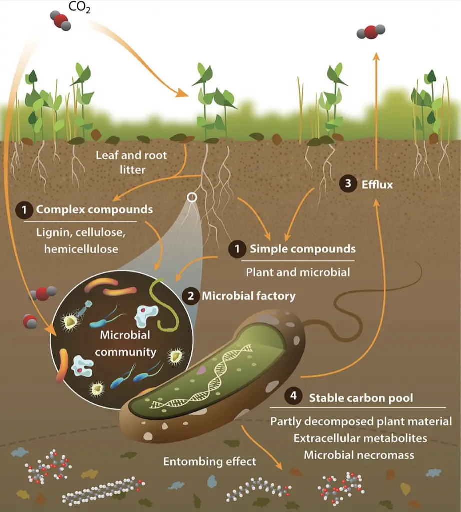 how to plant cover crops in fall gardening tasks