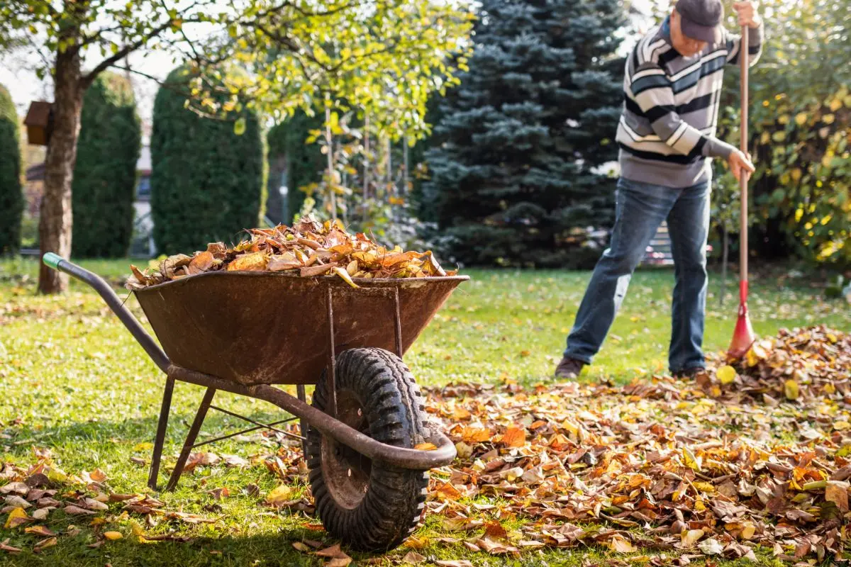 steps for cleaning your vegetable garden fall gardening tasks