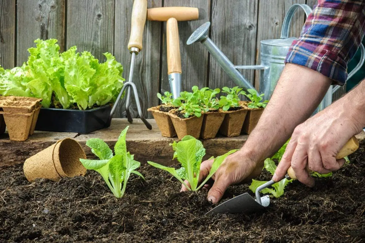 water conservation techniques for family gardens garden projects