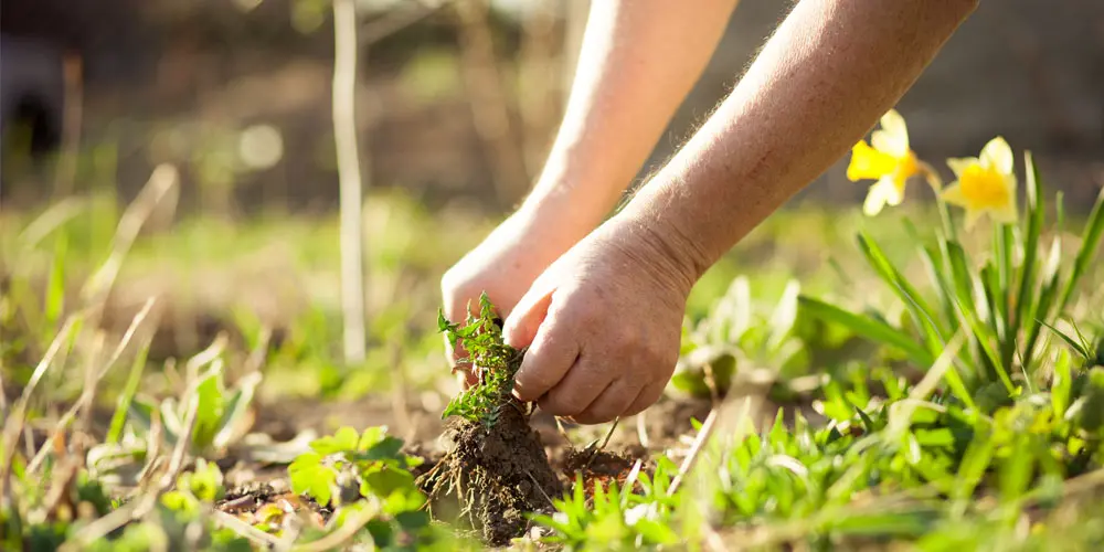 overcoming gardening challenges: common experiments science