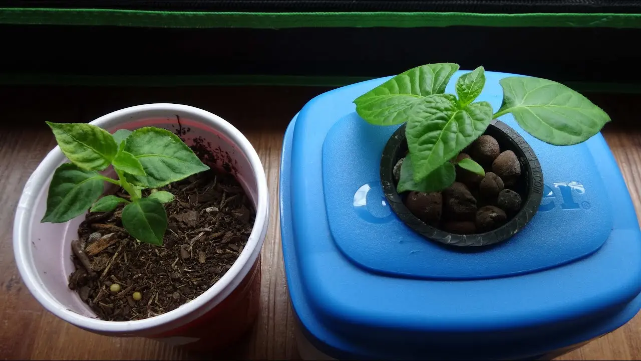 comparing growth techniques: soil vs. hydroponics gardening science experiments