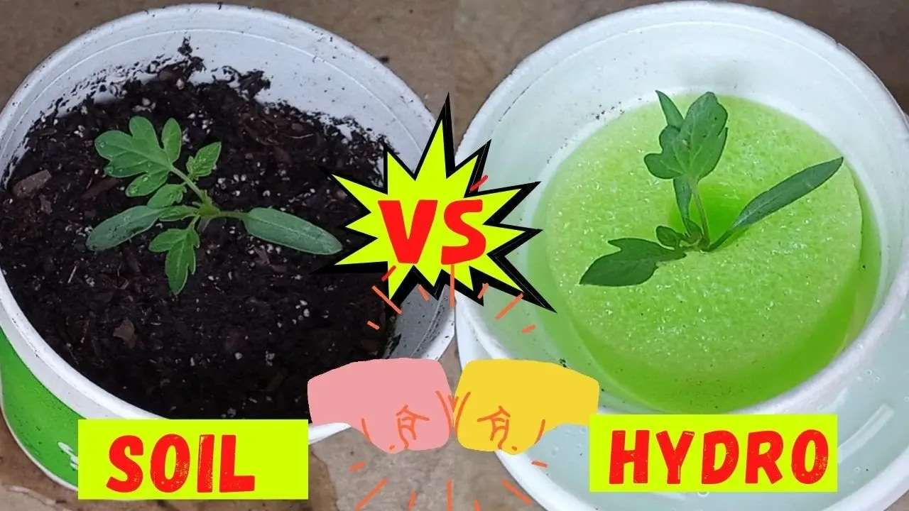 experimenting with hydroponics and soil growth rates gardening science experiments