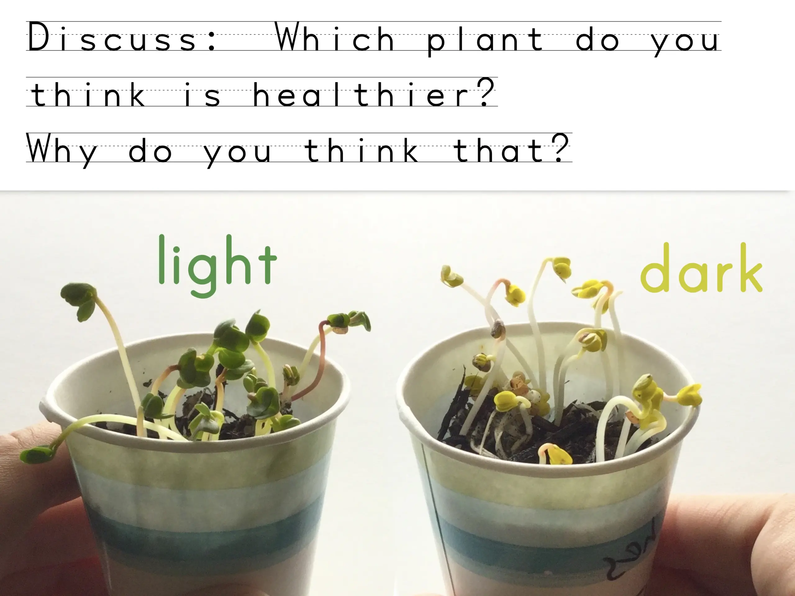 the role of light in plant growth gardening science experiments