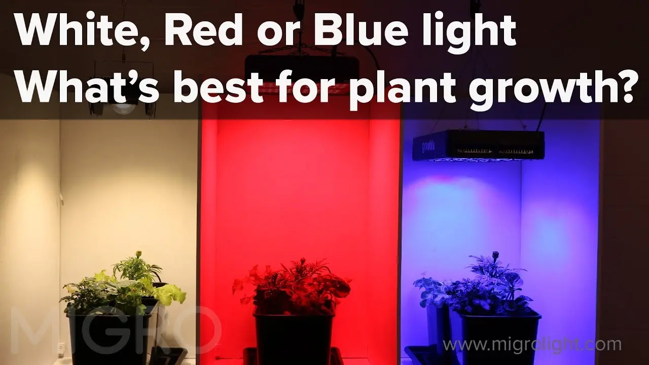 the impact of different light sources on plant health gardening science experiments