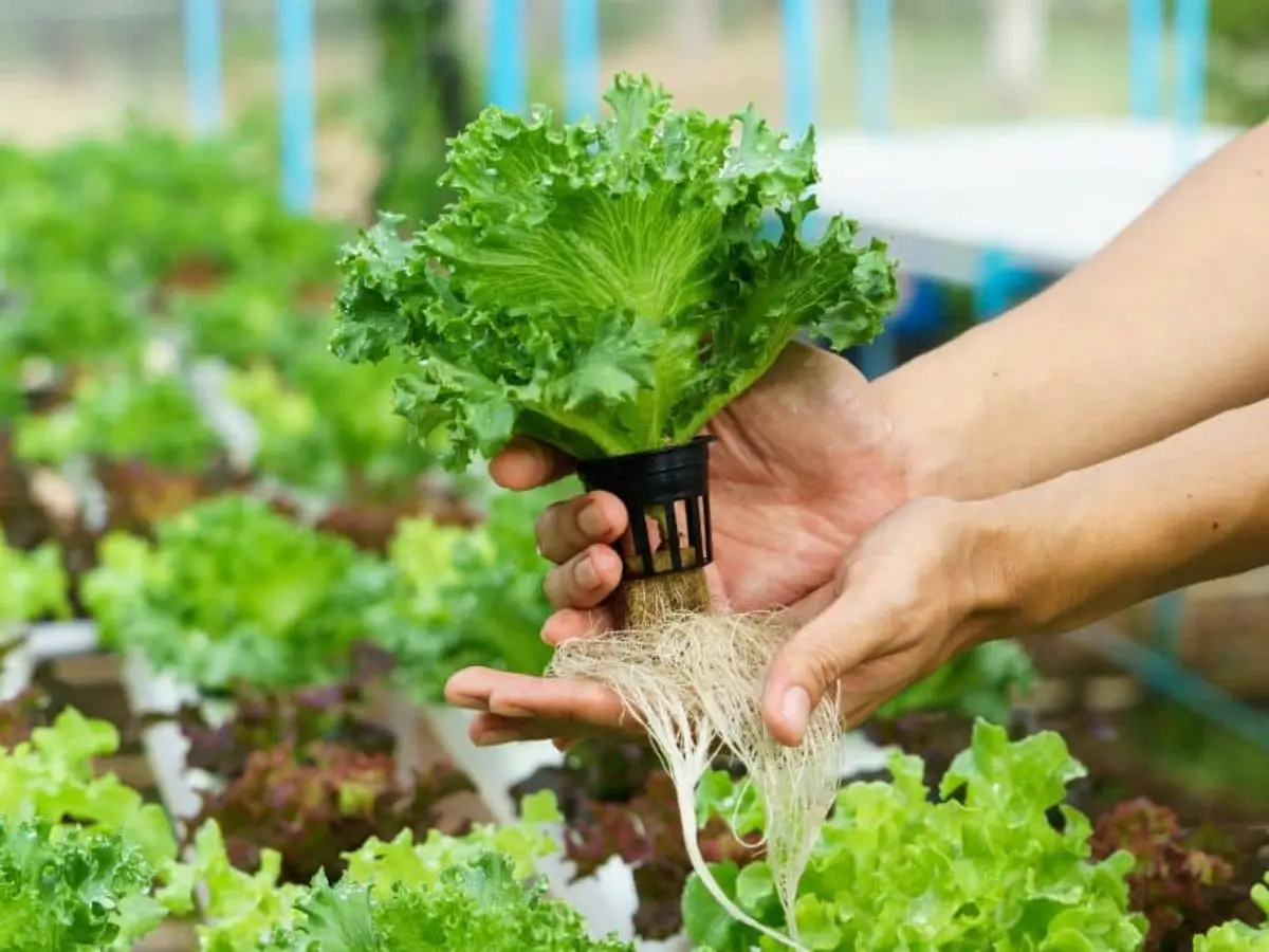 disadvantages of hydroponic gardening systems