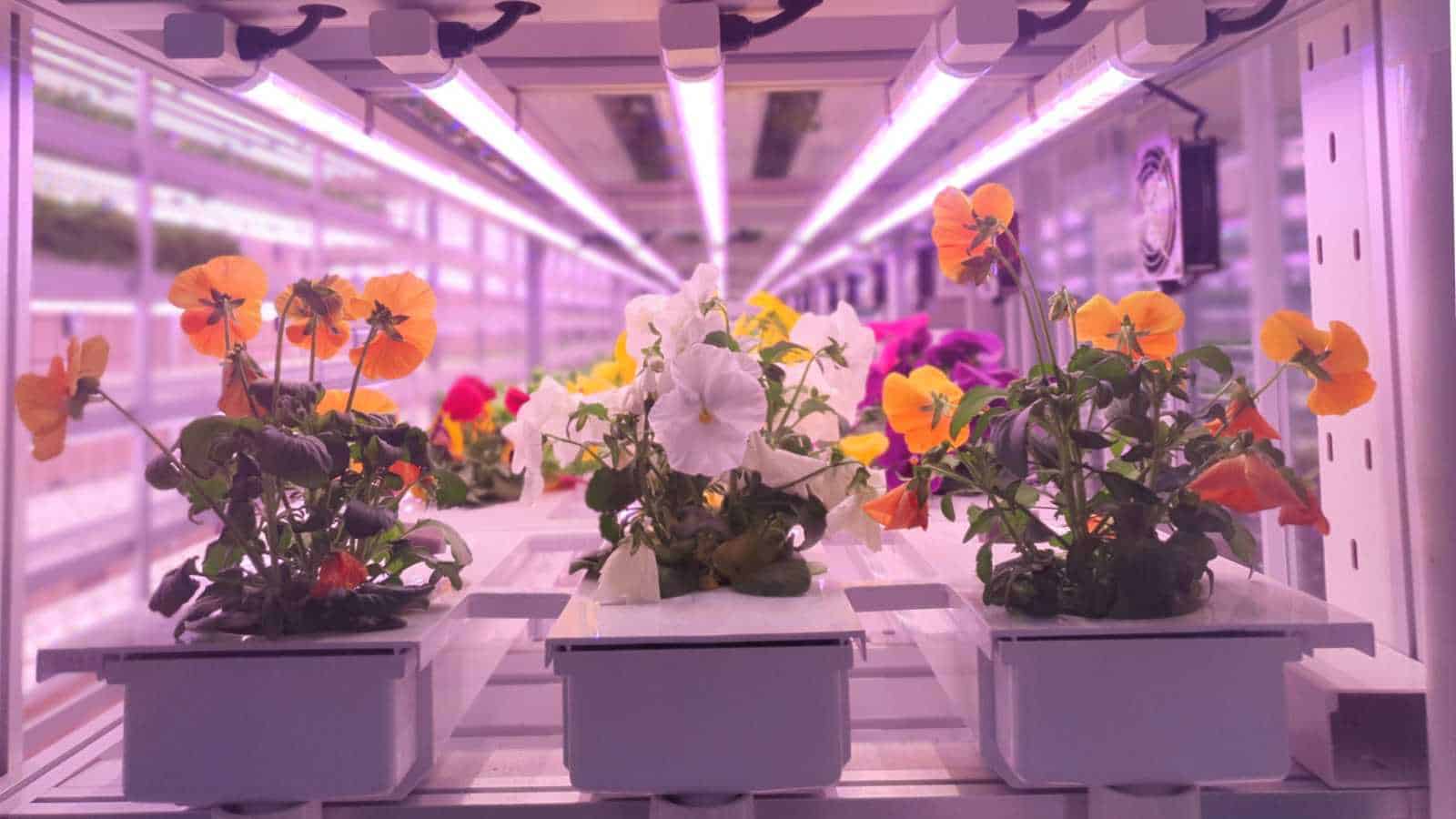 flowering plants hydroponic gardening systems