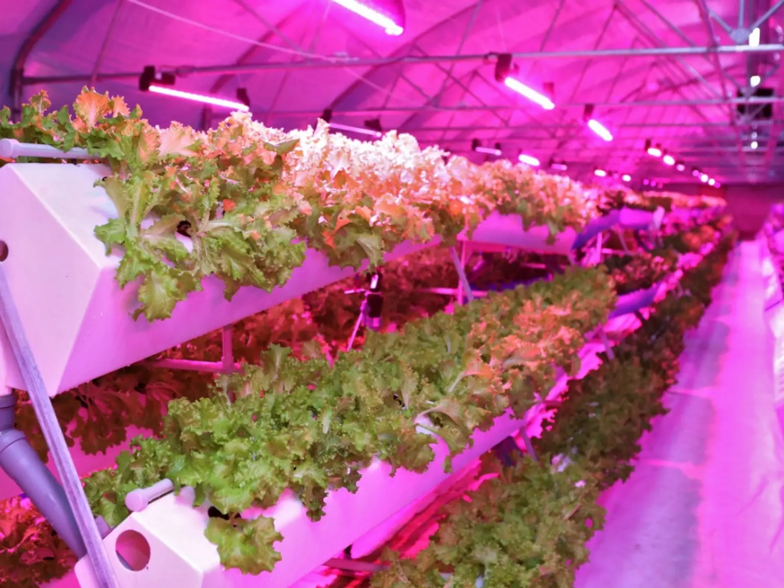 aeroponic systems hydroponic gardening