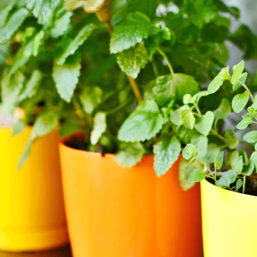 natural light vs. artificial for herbs indoor herb gardening ideas