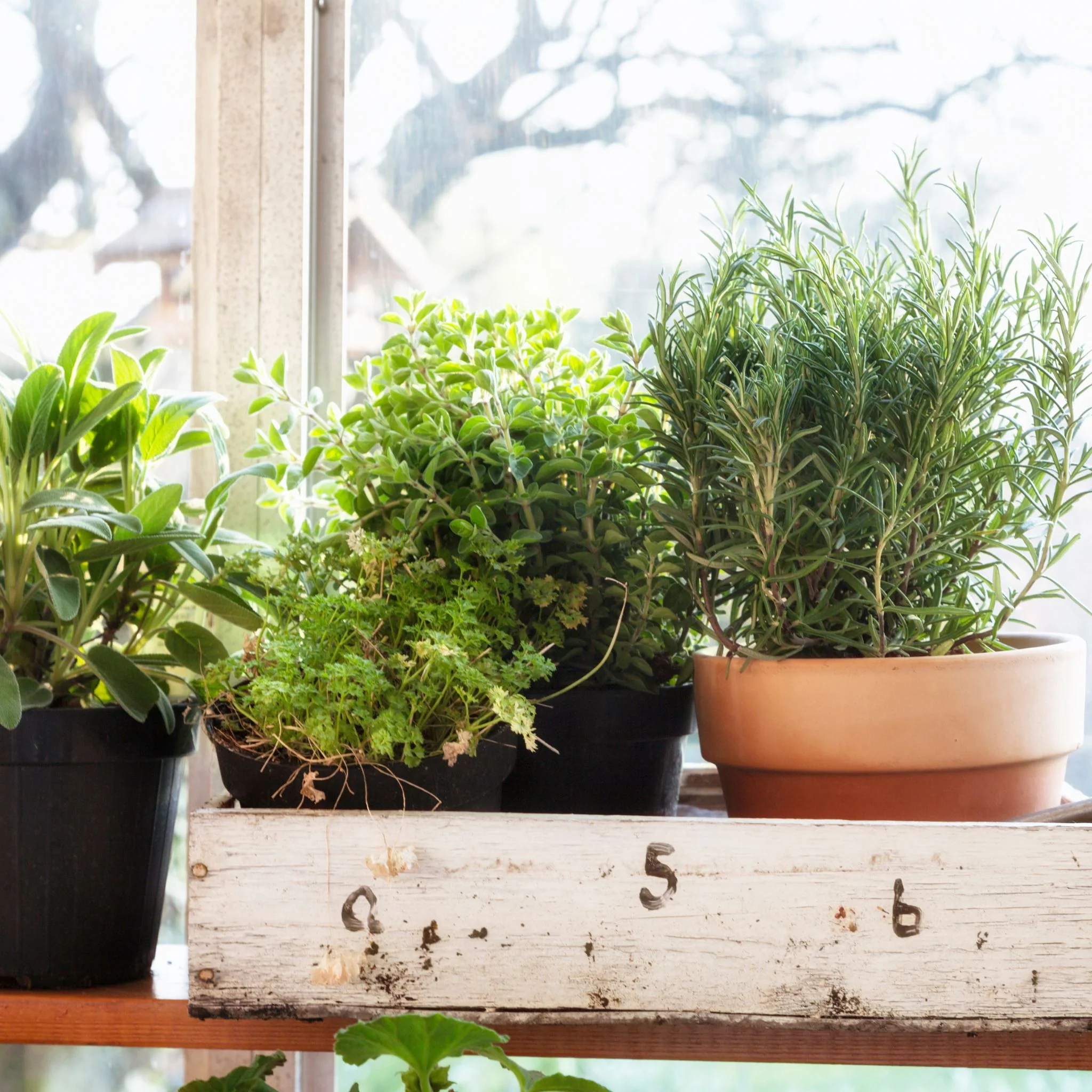 benefits of indoor herb gardening ideas