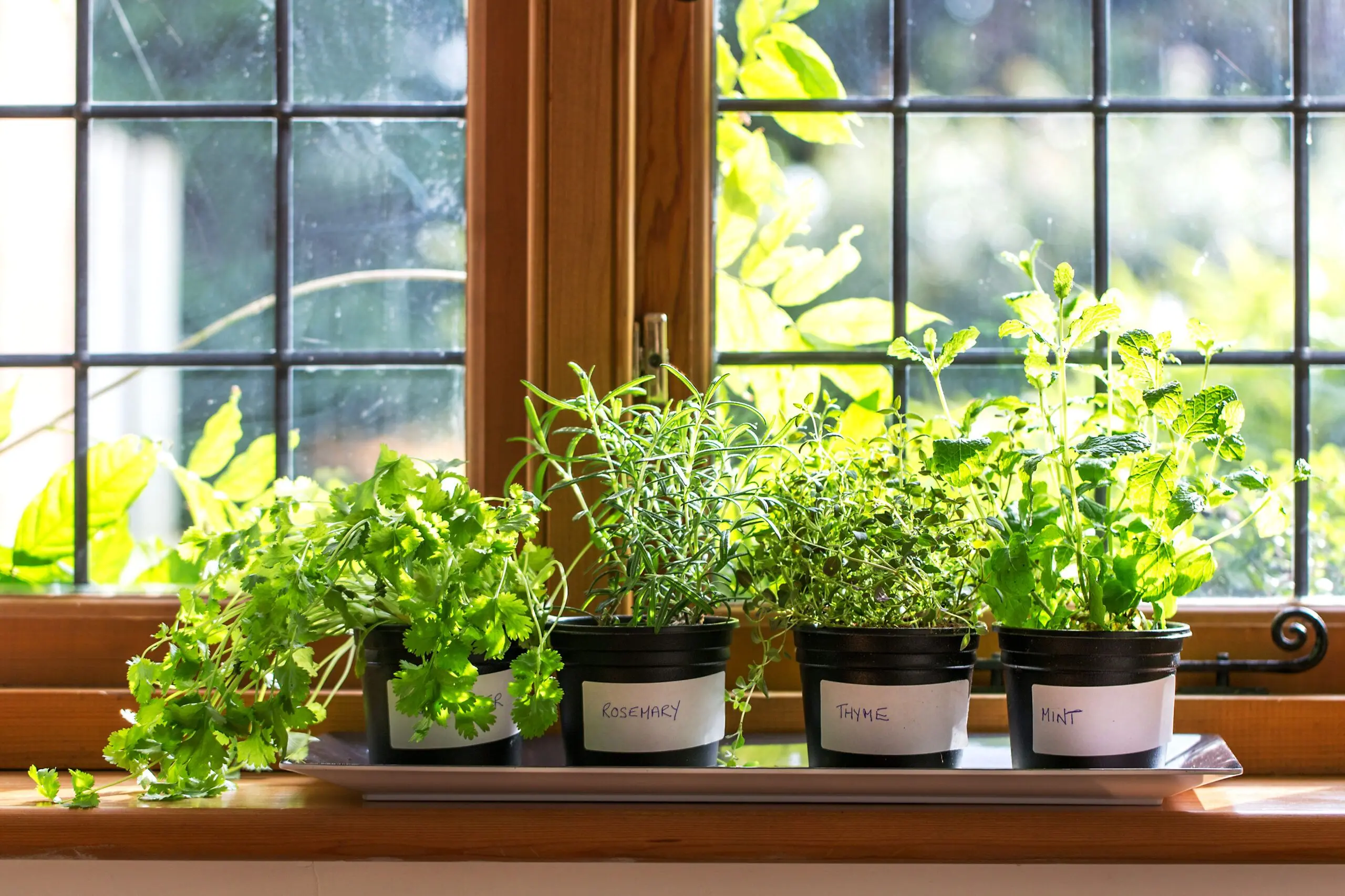 suitable herbs for limited sunlight indoor herb gardening ideas