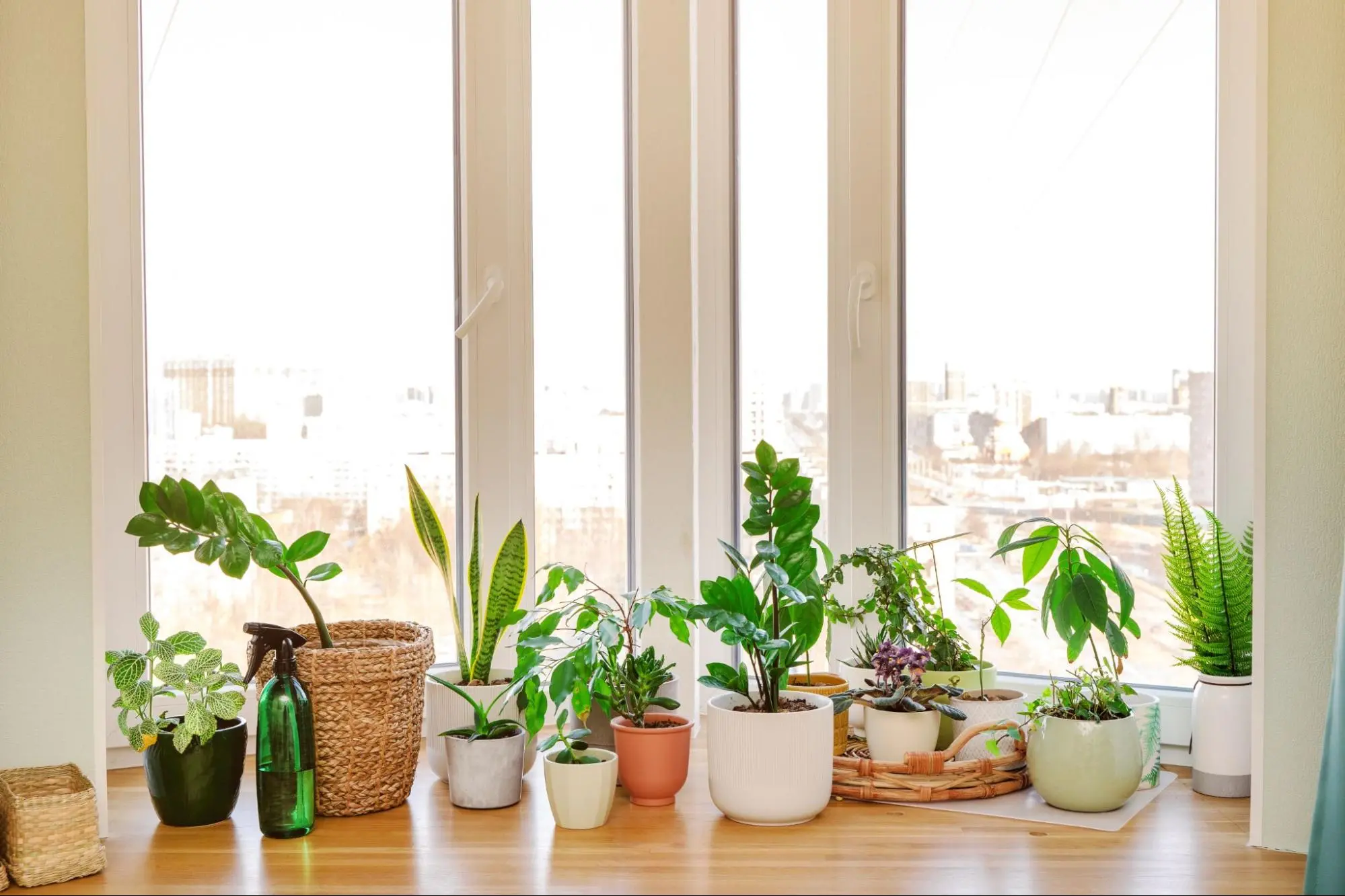 benefits of natural light lighting options for indoor plants