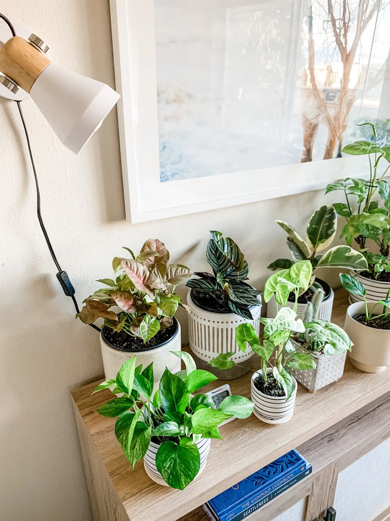 common problems with indoor plant lighting options for plants