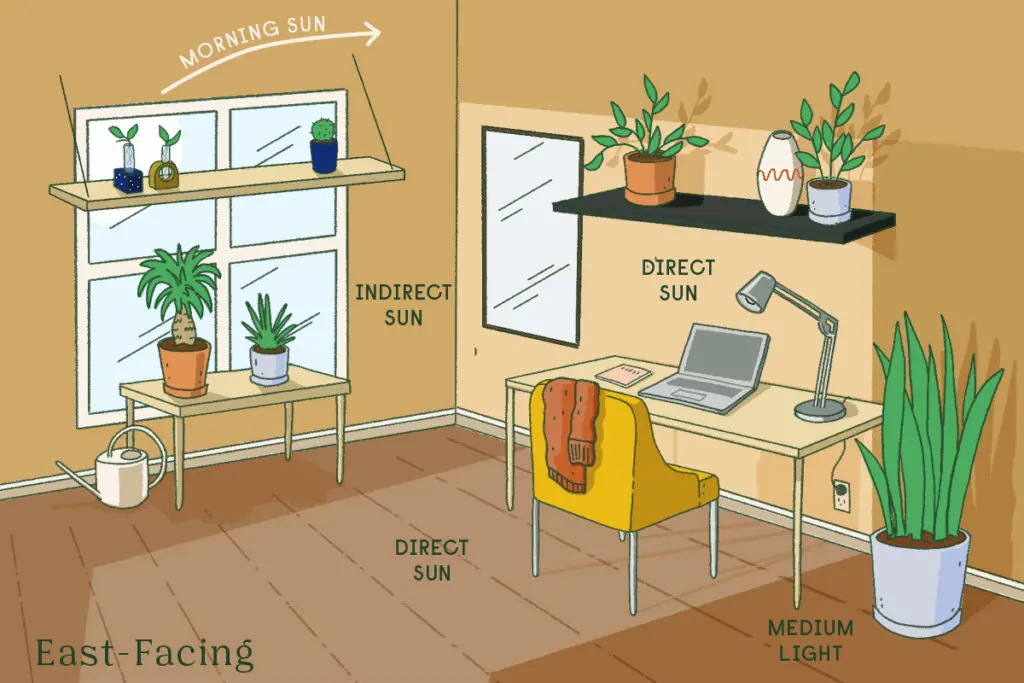 south-facing windows lighting options for indoor plants