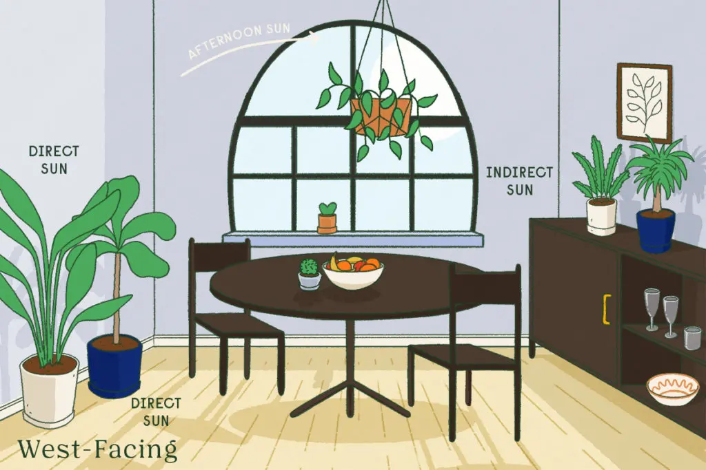 east-facing windows lighting options for indoor plants