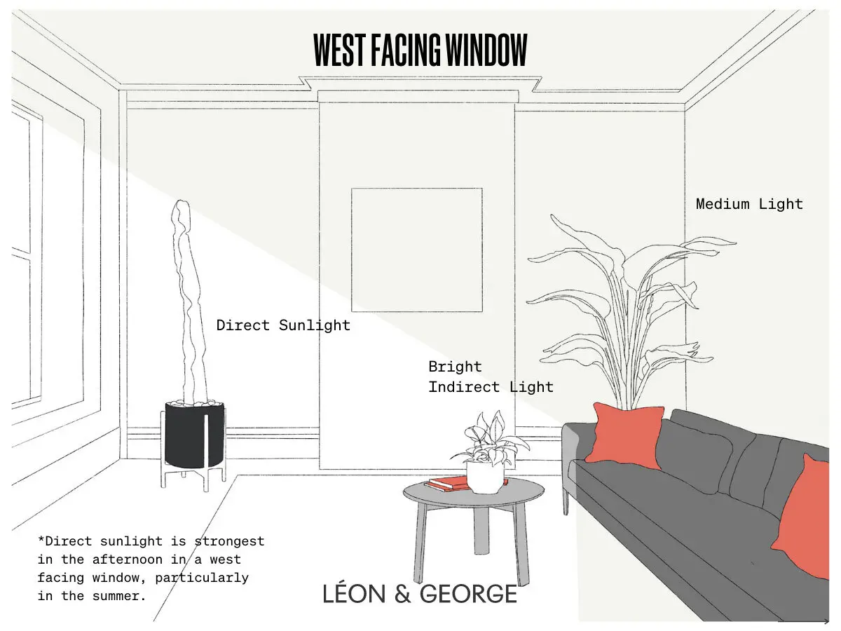 west-facing windows lighting options for indoor plants