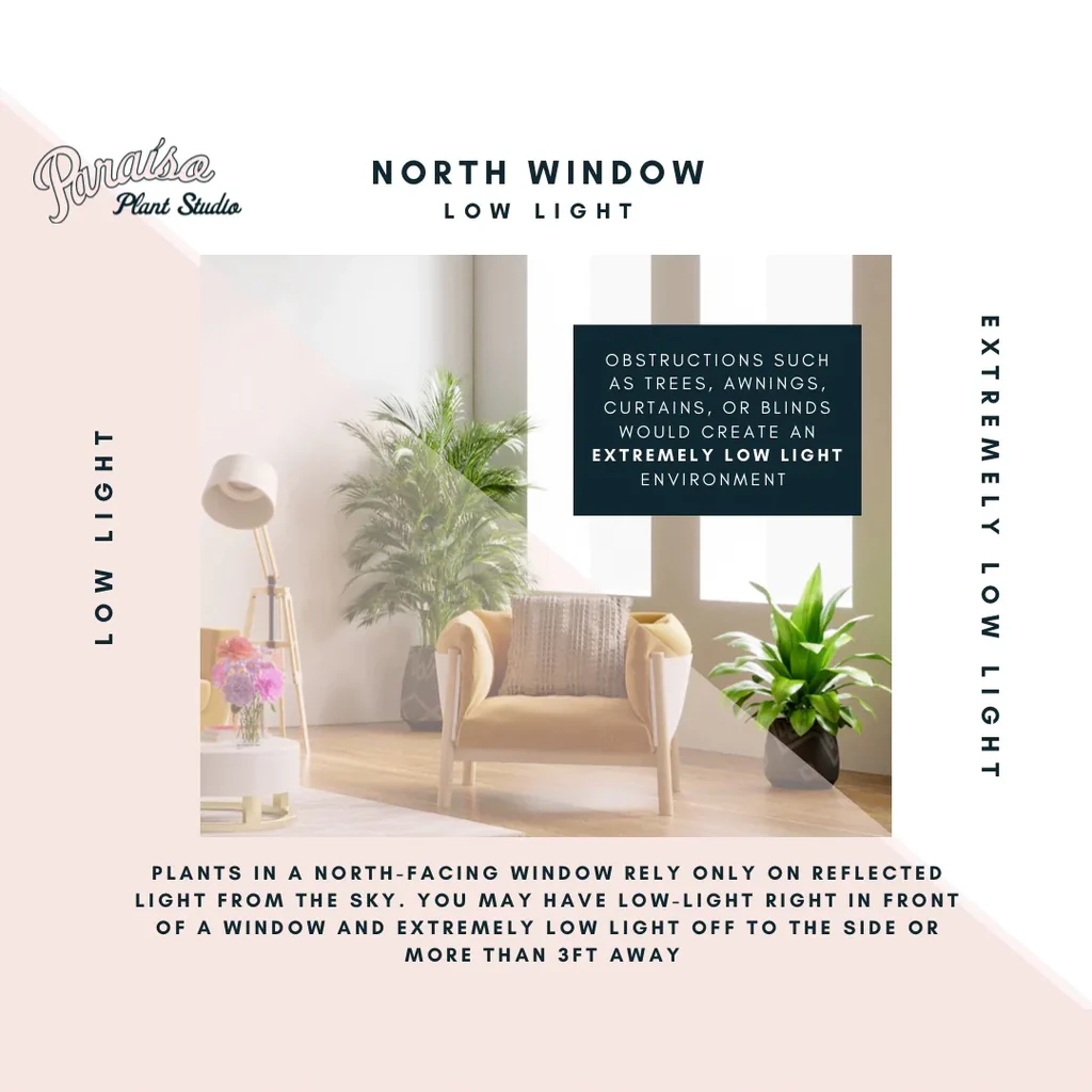 north-facing windows lighting options for indoor plants