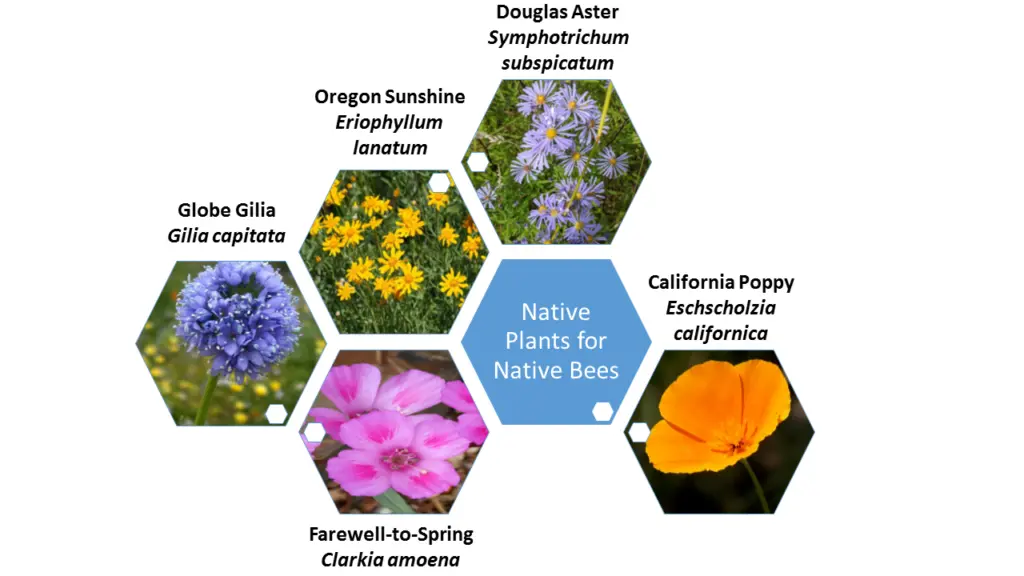 biocompatibility of native plants versus exotics for low maintenance