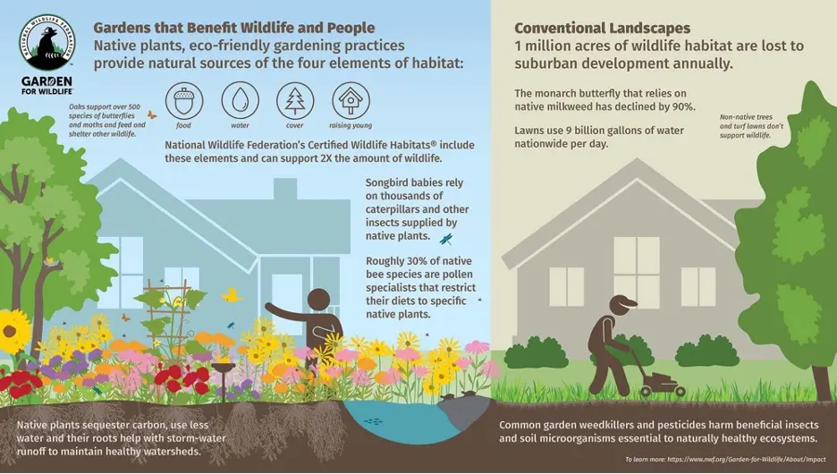 longevity and resilience of native plants compared to non-natives for low maintenance