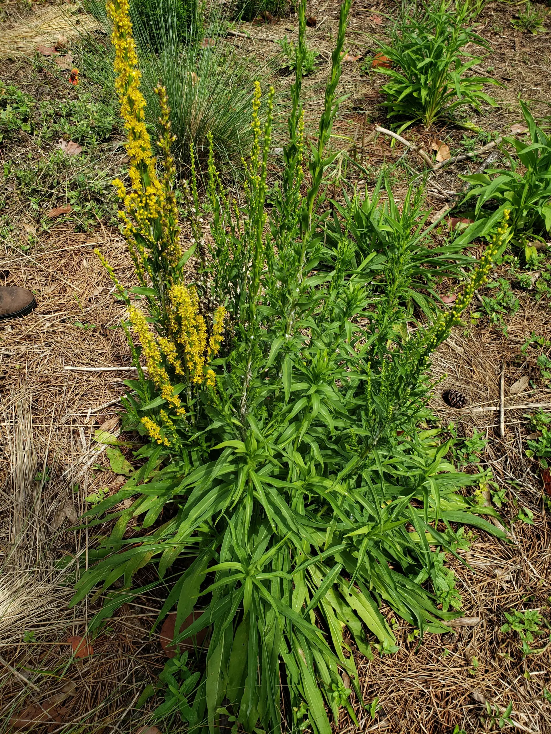 salt-tolerant native plants for low maintenance