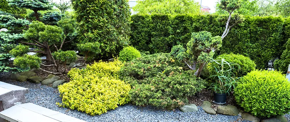 designing a low-maintenance native plant garden plants for low maintenance