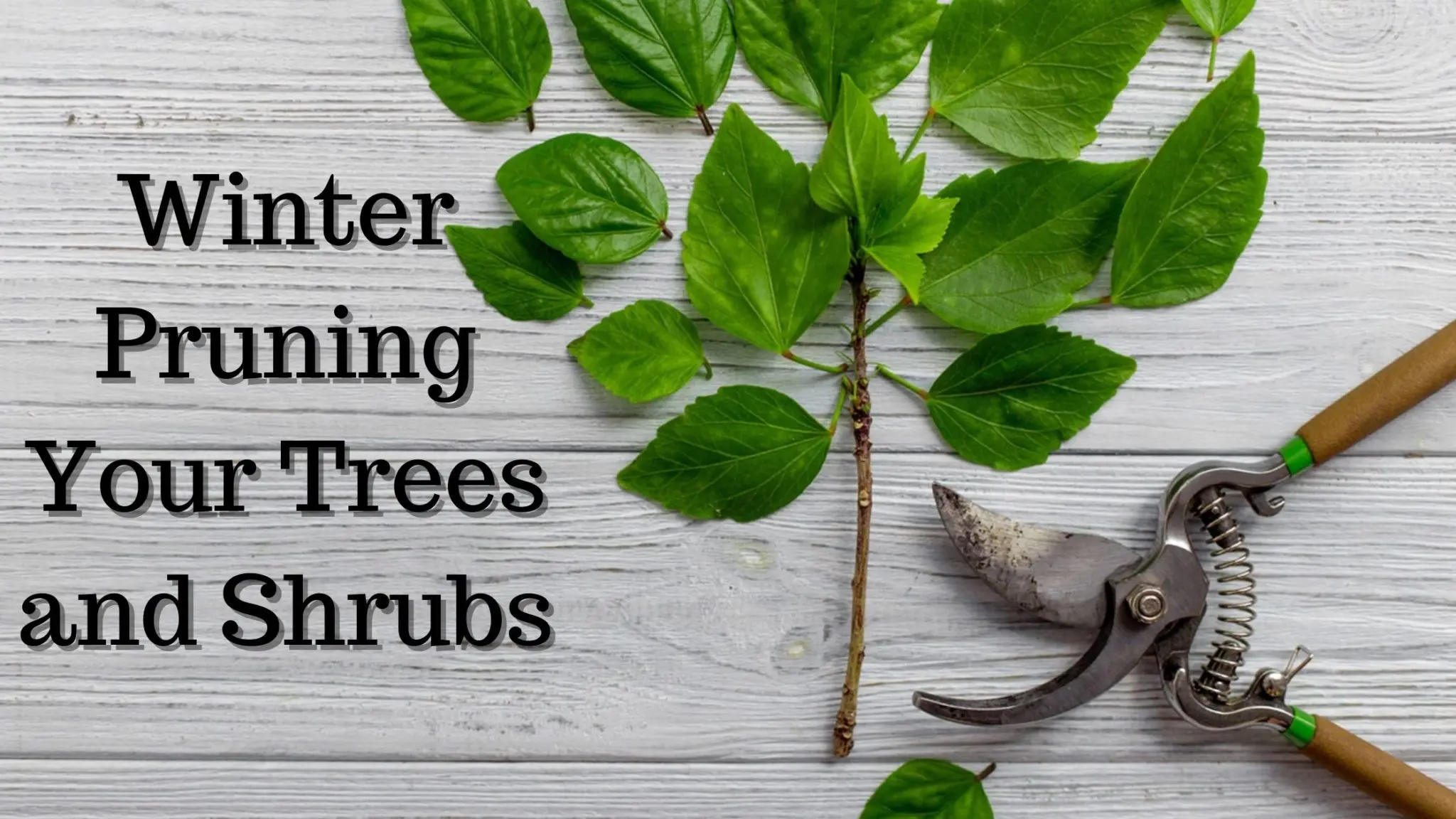 winter pruning techniques preparing your garden for