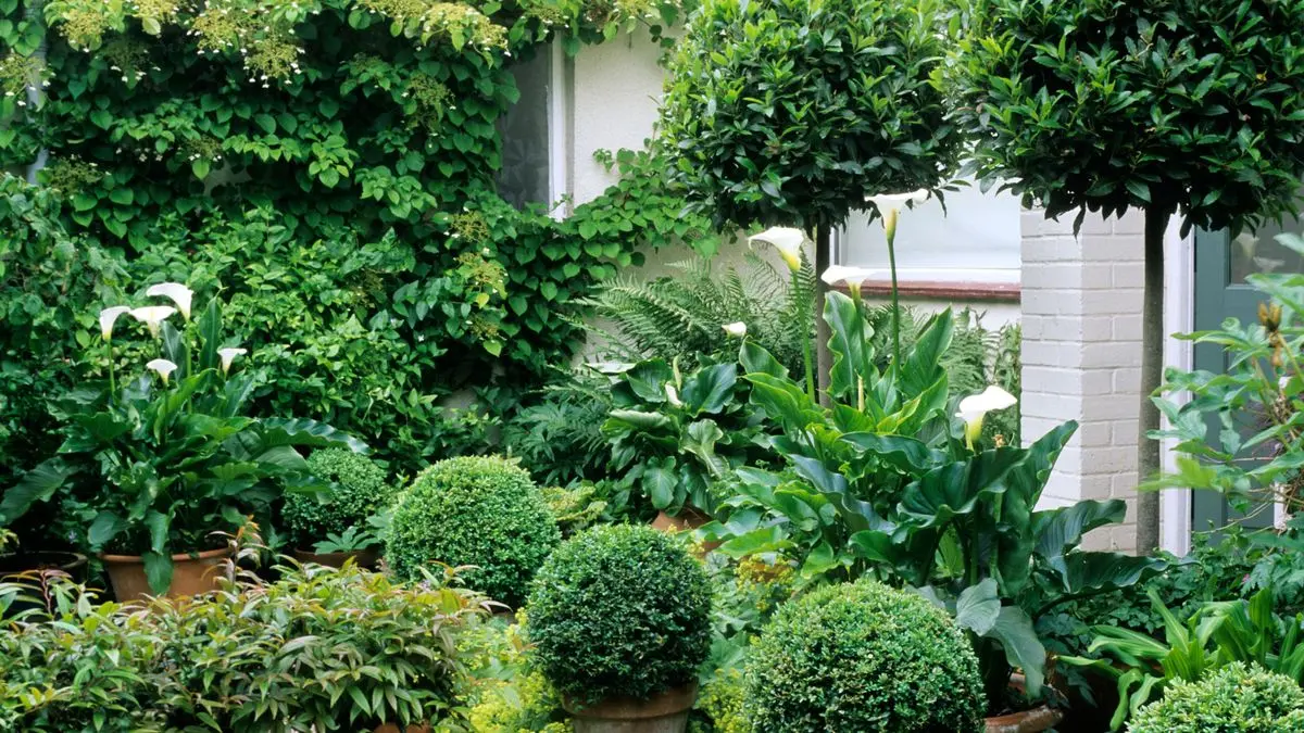 seasonal foliage and evergreen choices garden decor ideas