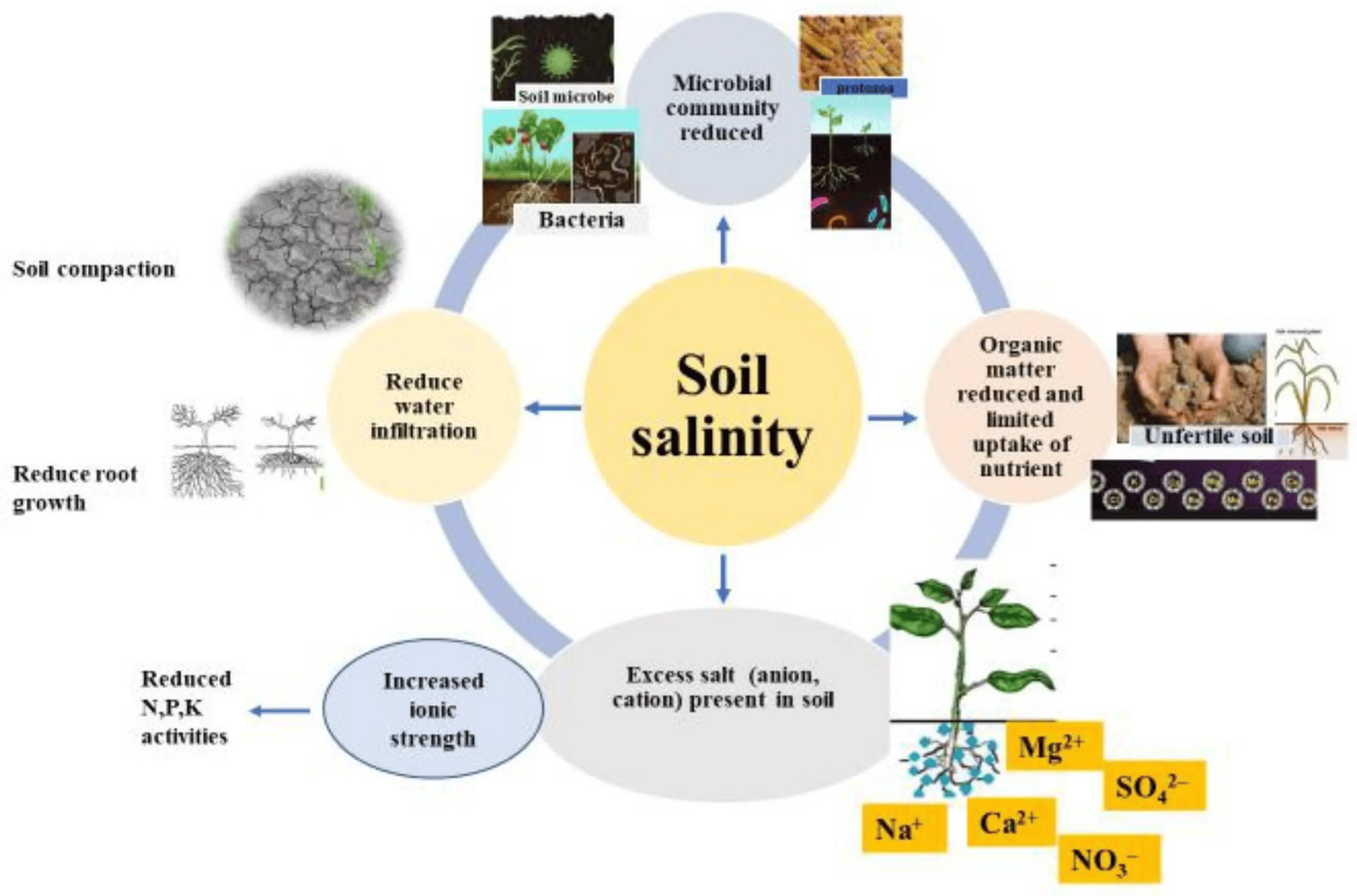 impact of amendments on soil structure preparation techniques