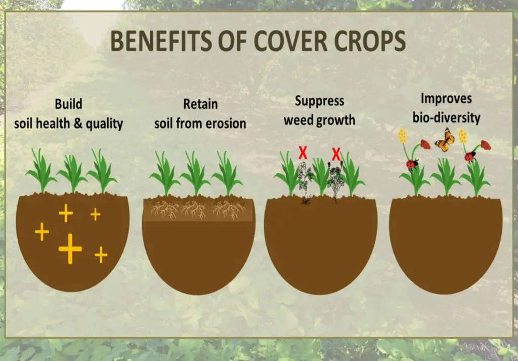 cover cropping for loosening soil preparation techniques