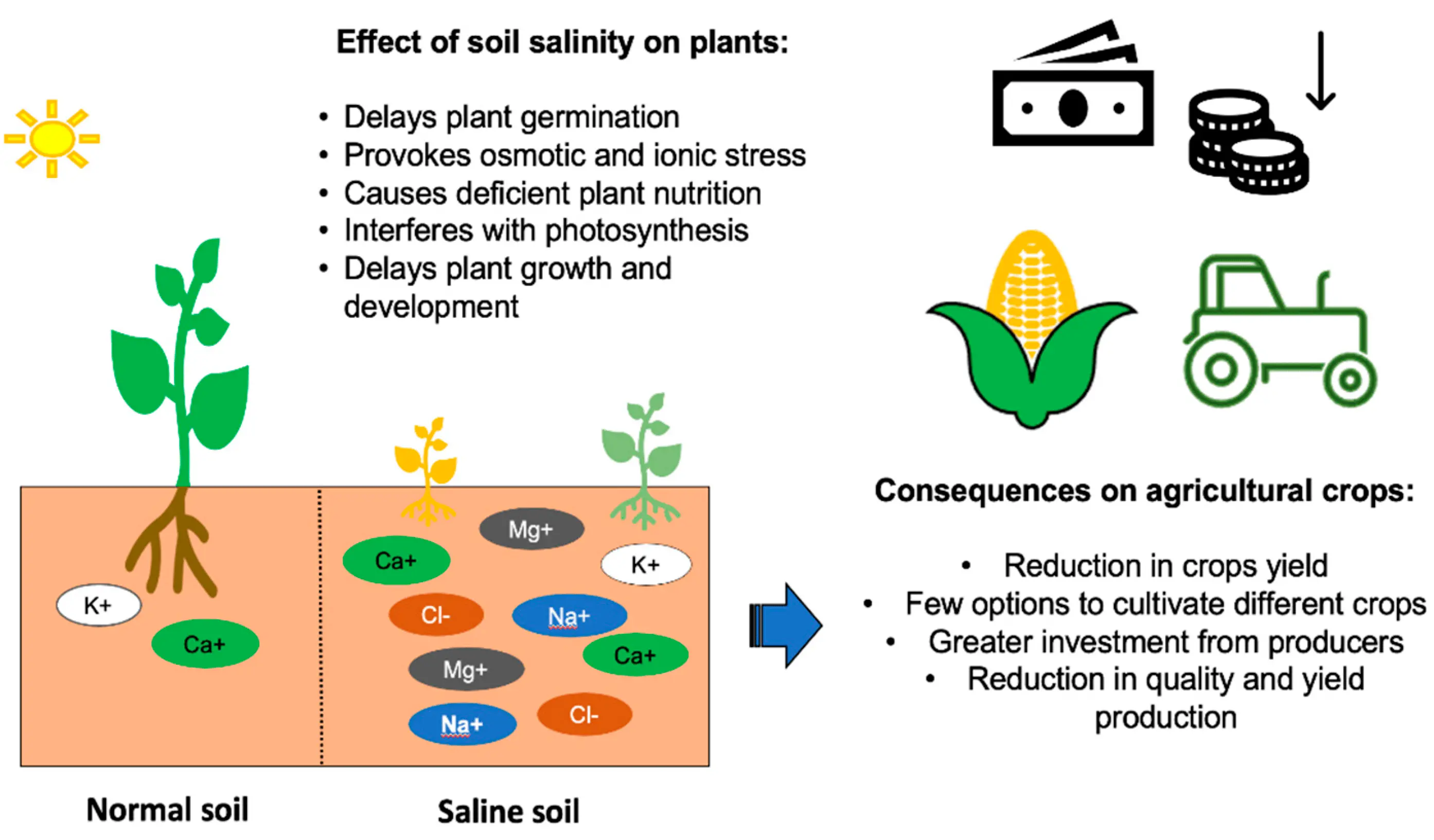 impact on plant growth soil preparation techniques