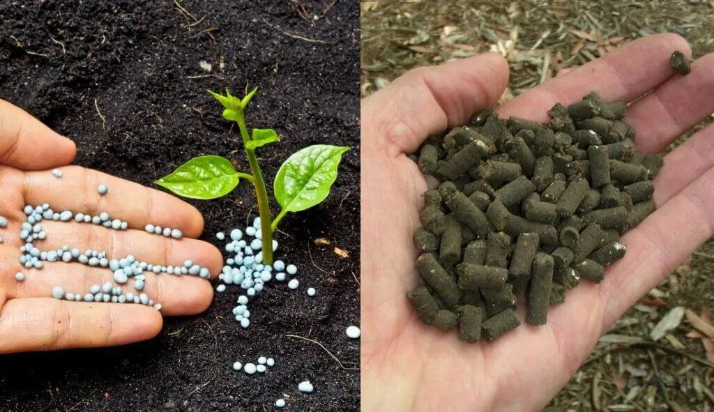 compost vs. chemical fertilizers using in your garden