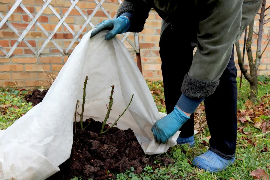 understanding risks to plants in winter protection for