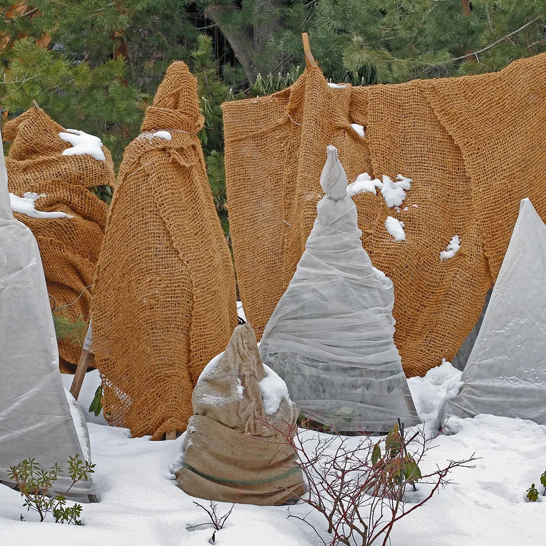 early signs of stress in winter-bound plants winter protection for