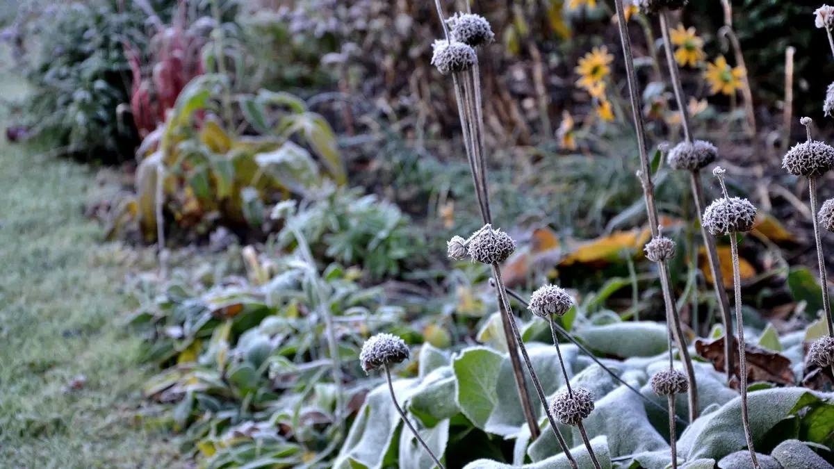 types of plants needing winter protection for