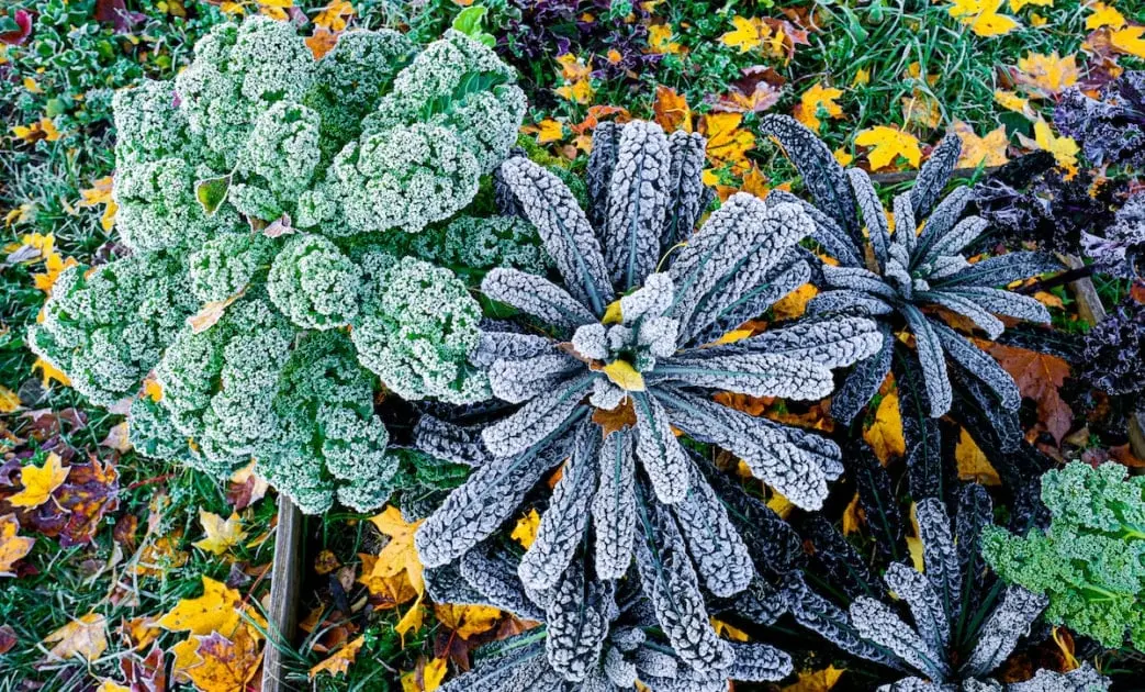 cold-hardy plants: what you need to know winter protection for plants