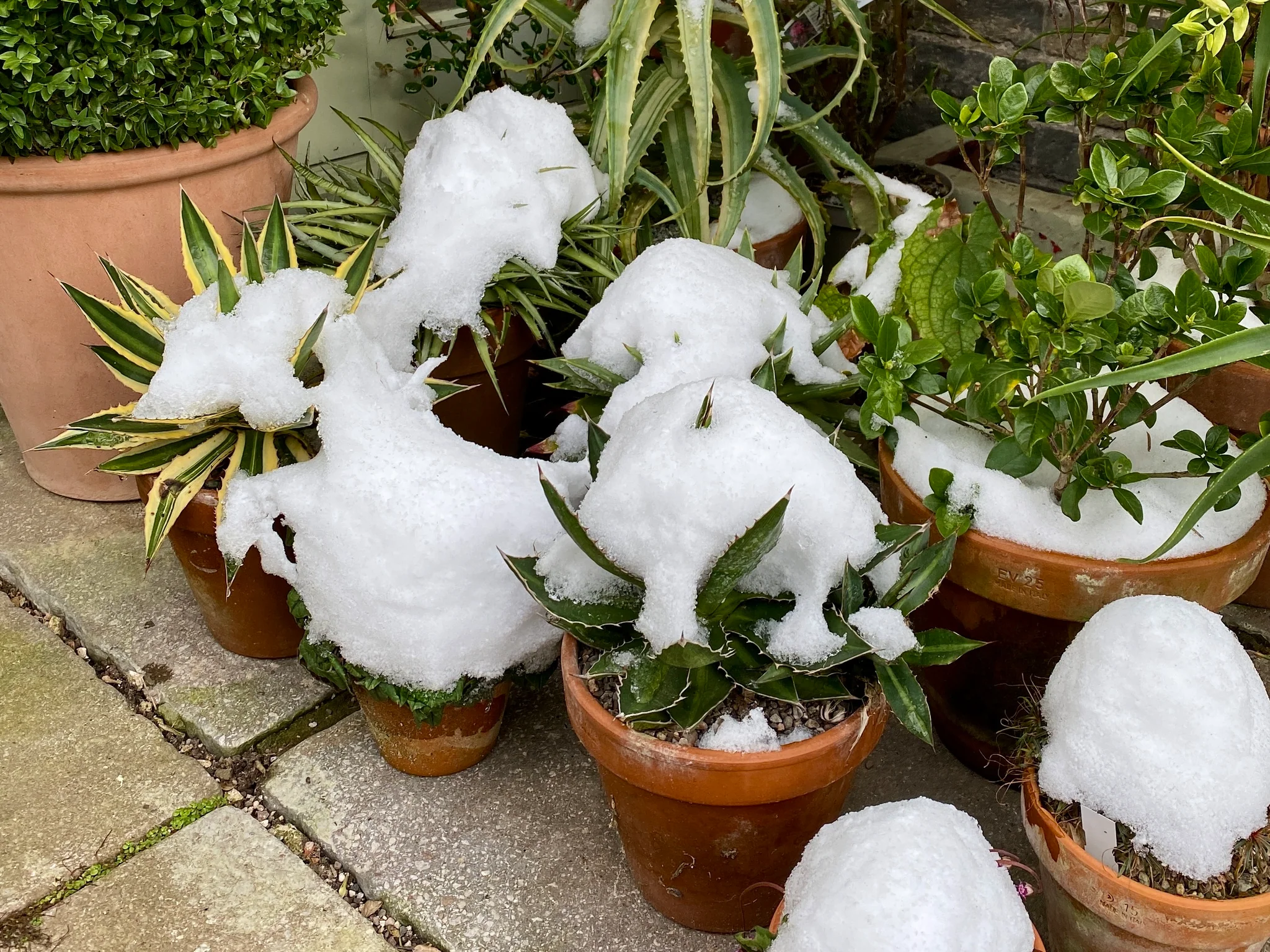 tender plants that require extra care winter protection for