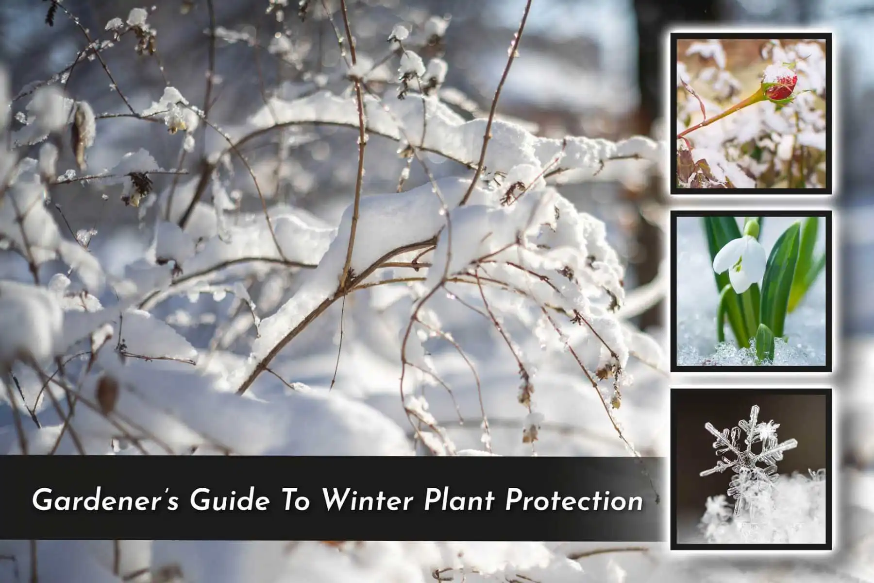 indoor vs. outdoor plant protection strategies winter for plants