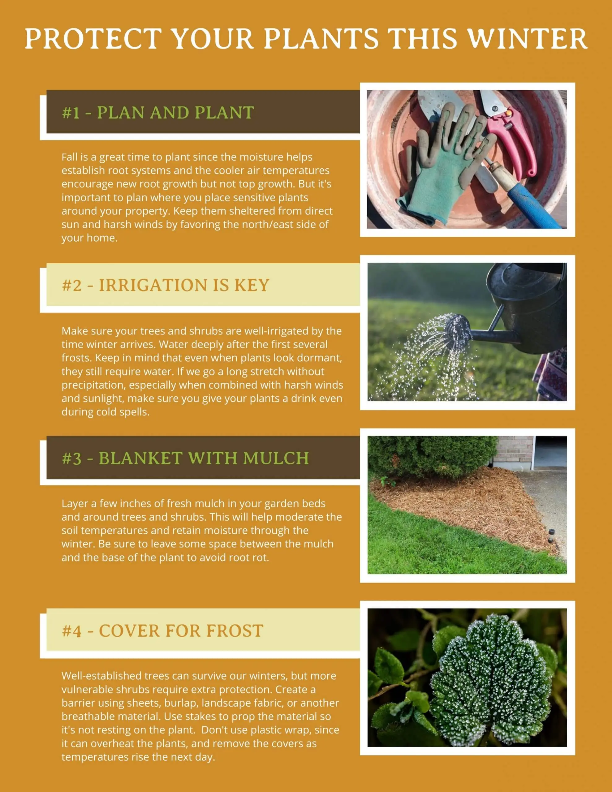 comparing winter protection methods for plants